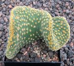 Opuntia microdasys cristata