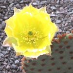 Opuntia microdasys rufida