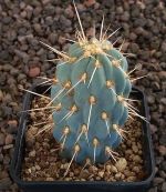 Opuntia miquelii
