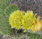 Opuntia phaeacantha albispina