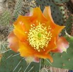 Opuntia phaeacantha orangeade