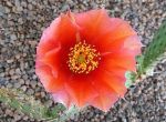 Opuntia phaeacantha salmonea Richter