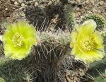Opuntia polyacantha cheyenne Wyoming