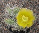 Opuntia polyacantha hystricina Harburg
