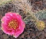 Opuntia polyacantha juniperina