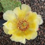 Opuntia polyacantha Nord Dakota