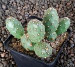 Opuntia polyacantha rhodantha Torrey UT