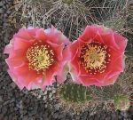 Opuntia polyacantha Rom