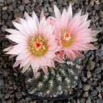 Pyrrhocactus