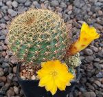 Sulcorebutia breviflora L314
