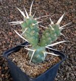 Tephrocactus articulatus papyracanthus