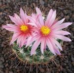 Thelocactus conothelos