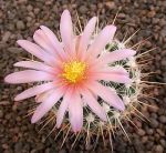 Thelocactus conothelos