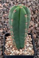 Trichocereus bridgesii
