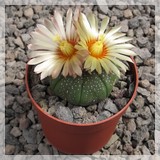 Astrophytum asterias