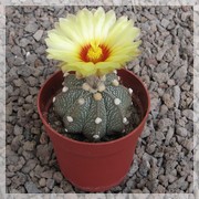 Astrophytum capas ooibo