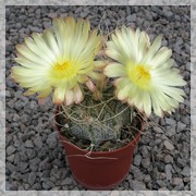 Astrophytum capricorne