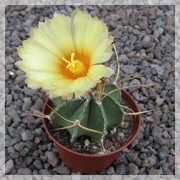 Astrophytum niveum nudum