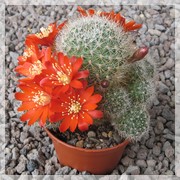 Aylostera blossfeldii