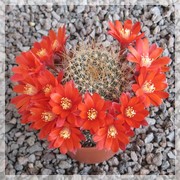 Aylostera cintiensis