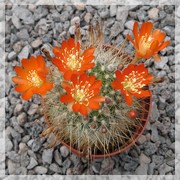 Aylostera fiebrigii densiseta
