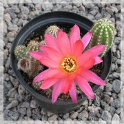 Chamaecereus silvestrii Hybr