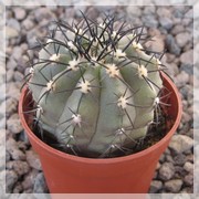 Copiapoa lembckei