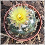 Coryphantha andreae