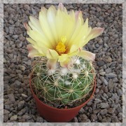 Coryphantha bumamma