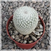 Coryphantha werdemanniana