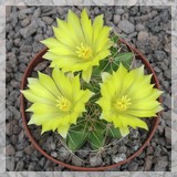 Dolichothele longimamma