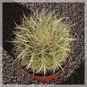 Echinocereus grusonii