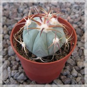 Echinocactus horizonthalonius