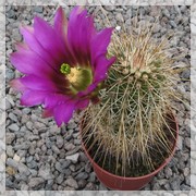 Echinocereus apachensis
