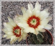 Echinocereus papillosus