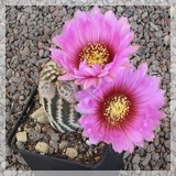 Echinocereus reichenbachii hk1228