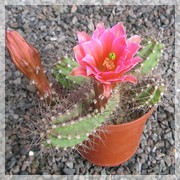 Echinocereus salm dyckianus