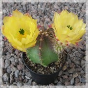 Echinocereus subinermis