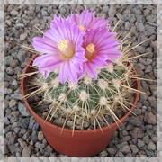 Echinofossulocactus densispinus