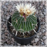 Echinofossulocactus tricuspidatus