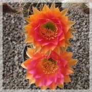 Echinopsis hb39