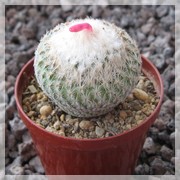 Epithelantha mexicensis