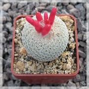 Epithelantha micromeris