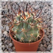 Eriosyce ceratistes