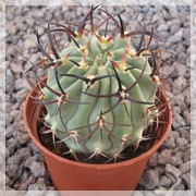 Eriosyce sp 252