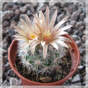 Escobaria emskoetteriana