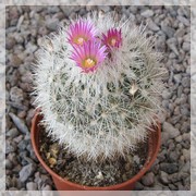 Escobaria laredoi