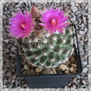 Escobaria vivipara