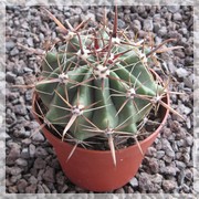 Ferocactus
