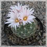 Gymnocactus knuthianus